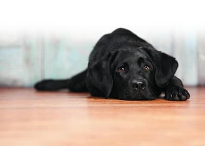 Banner31 Vloerverwarming en parket